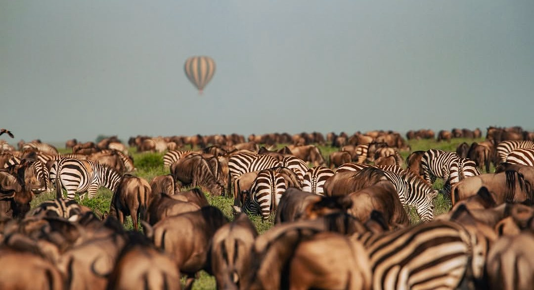 Wildebeest Migration Serengeti